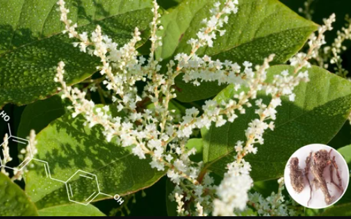 Resveratrol